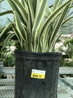 FLAX LILY - 3 GALLON