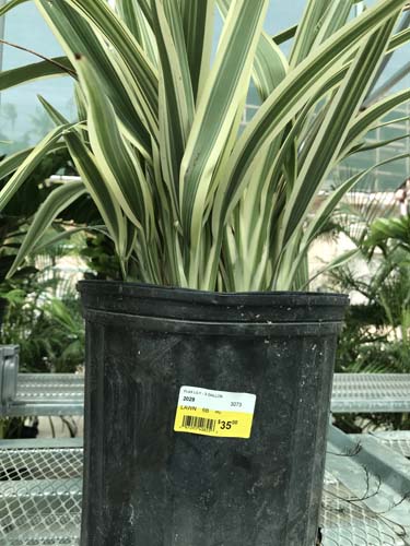 FLAX LILY - 3 GALLON