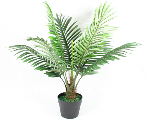 PLANT PALM 60CM IN BLACK PP POT