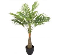 PLANT PALM 12 LEAVES 80CM IN POT