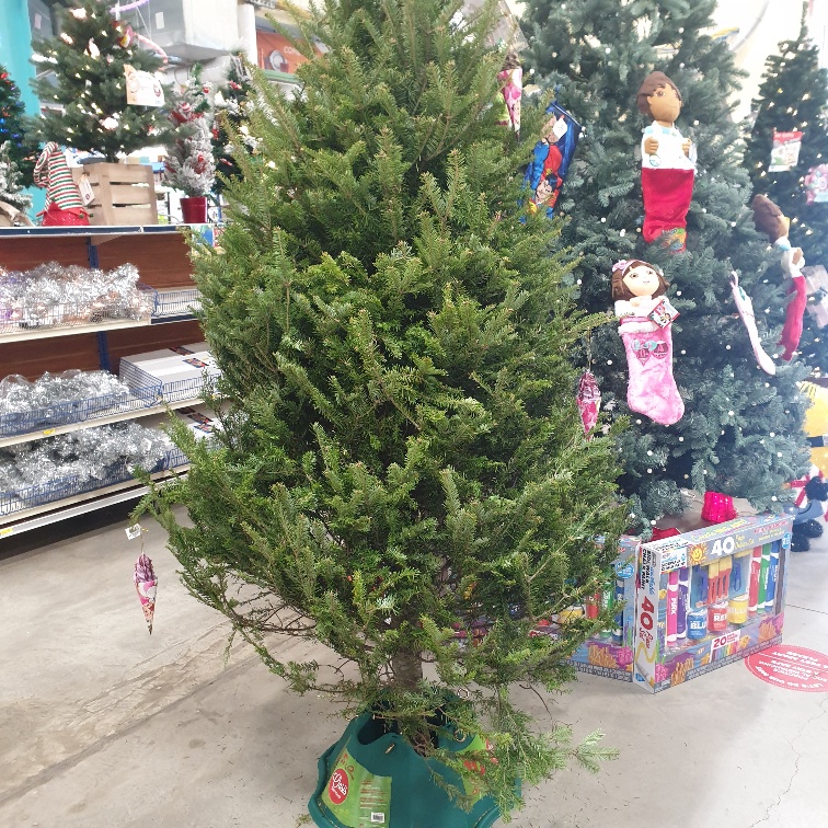 CHRISTMAS TREE 6-7FT