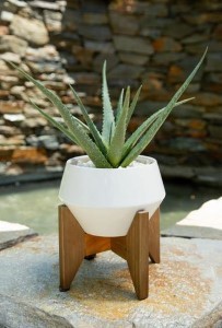 20" Aloe in Ceramic Pot 8.5"