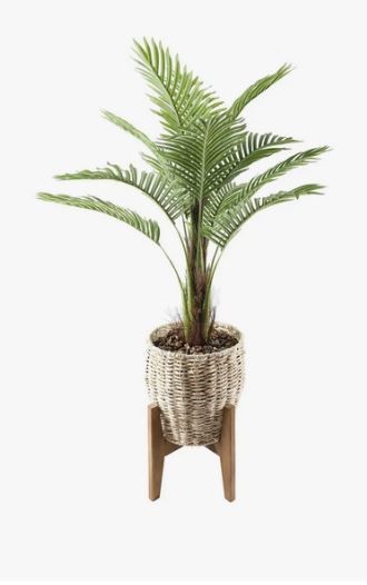 Palm in 10"Basket on Stand