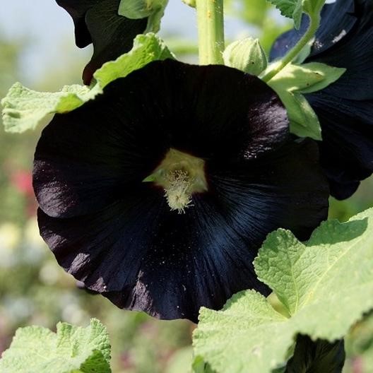 Hollyhock Seeds, Nigra Sow Easy