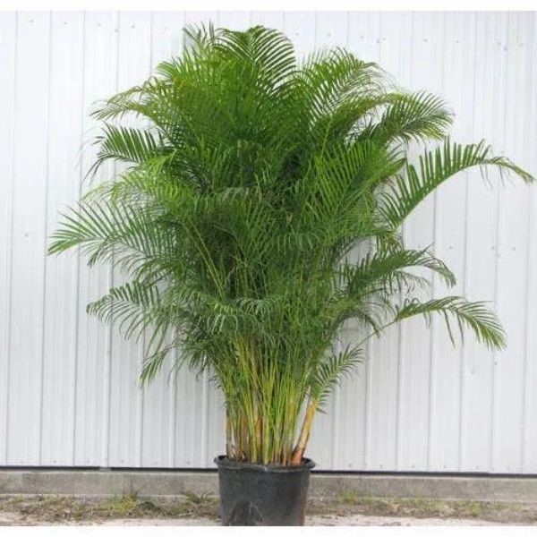 70.5" Green Areca Palm Plant