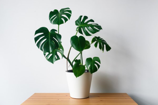 15" Green Potted Monstera Plant