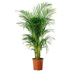 50" Green Areca Palm Plant