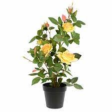 21" Yellow Rose Plant in Pot