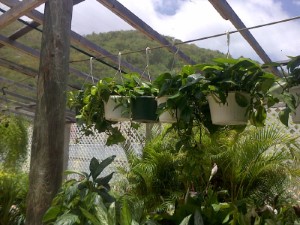 MARBLE POTHOS VINE 10" HB