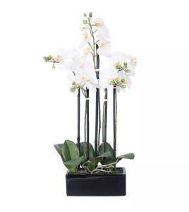 21" Potted Orchid White