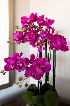 21" Purple Potted Orchid