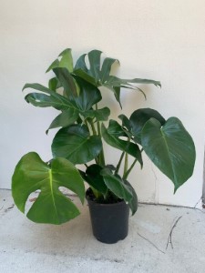 PHILODENDRON MONSTERA- 3GAL