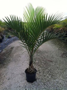 Palm Spindle - 3GAL