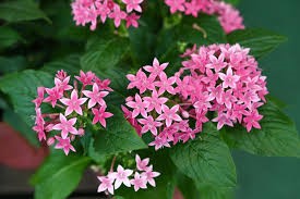 15" Potted Flower