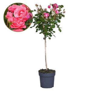 19" Potted Flower Roses