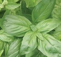 LV ORGANIC BASIL LARGE LEAF