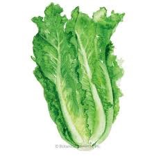 ORGANIC LETTUCE PARRIS ISLAND R