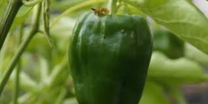 ORGANIC PEPPER CALI WONDER GREEN