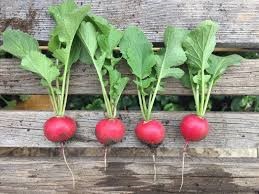 LV ORGANIC RADISH CHERRY BELLE