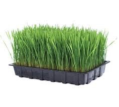 LV ORGANIC WHEATGRASS