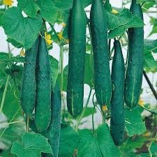 LIV SEED CUCUMBER BURPLESS BUSH