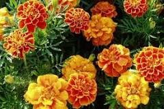 LS MARIGOLD QUEEN SOPHIA