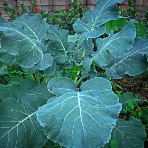 COLLARDS - GEORGIA SOUTHERN