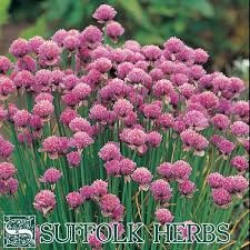 LV CHIVES STANDARD ORGANIC