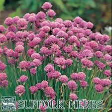 LV CHIVES STANDARD ORGANIC