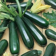 LV SQUASH ZUCCHINI DARK