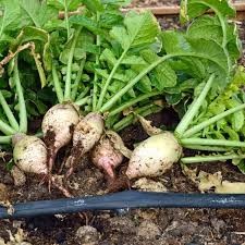 TURNIP - SEVEN TOP/WINTER GREENS