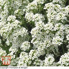 LV ALYSSUM CARPET OF SNOW