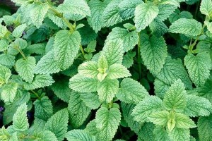 LV LEMON BALM