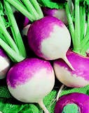 TURNIP - PURPLE TOP WHITE GLOBE