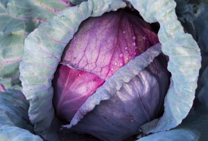 CABBAGE RED ACRE