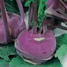 LV KOHLRABI EARLY PURPLE VIENNA