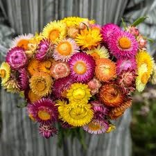 STRAWFLOWER - TALL DOUBLE MIX