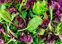 LETTUCE - MESCLUN