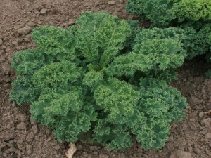 KALE - DWARF BLUE SCOTCH CURLED