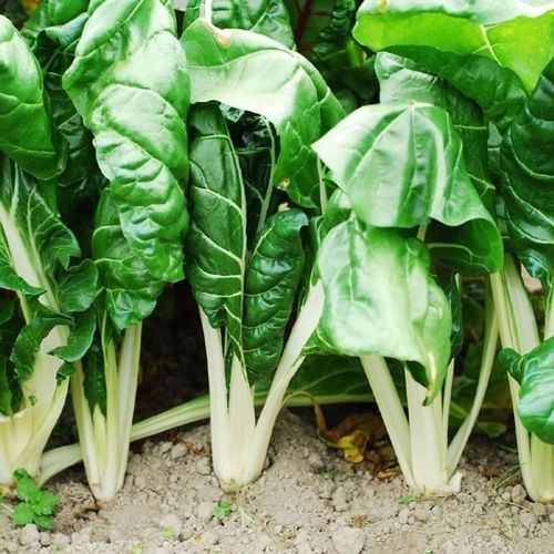 SWISS CHARD - FORDHOOK GIANT