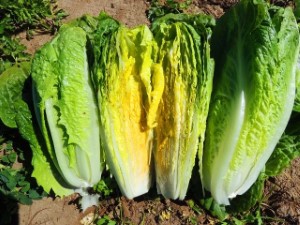 LETTUCE PARRIS ISLAND ROMAINE