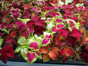 LV COLEUS RAINBOW MIX