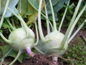 KOHLRABI - EARLY WHITE VIENNA