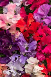 SWEET PEA - ROYAL  MIXTURE