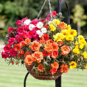 PORTULACA LONG BLOOM DOUBLE