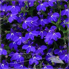 LV LOBELIA