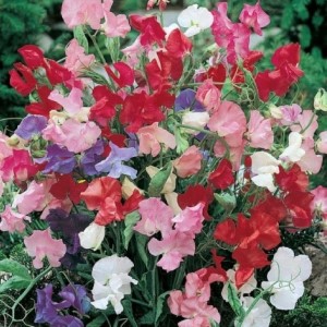 LV SWEET PEA BIJOU MIX