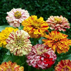 ZINNIA CANDY STRIPE YELLOW