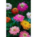 Giant Cactus Mix Zinnia Seeds