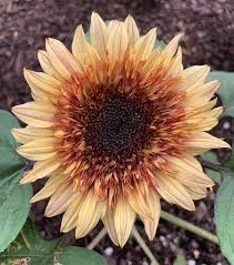 LV SUNFLOWER DOUBLE DANDY